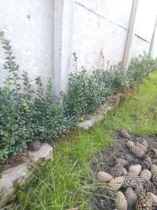 Продам саженцны самшита и японской жимолости вариагата