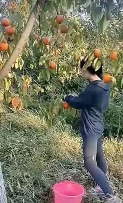 СаженцыЧеренкиЯблониЧерешниПерсикАбрикосСливАлычаГрушГОЛАНДИЯ