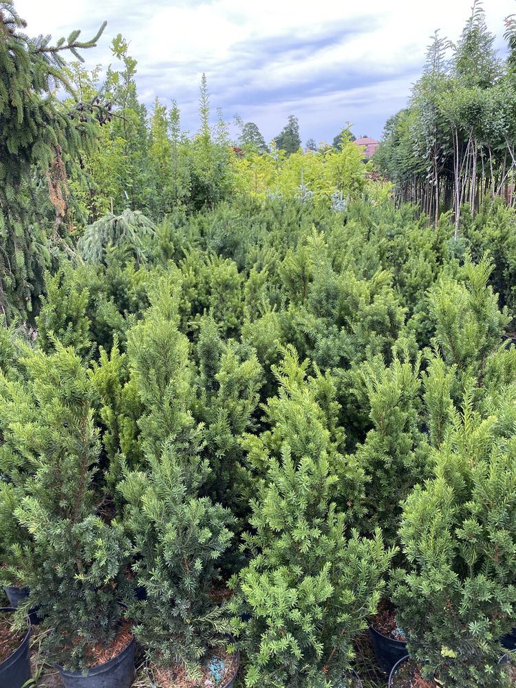 Taxus ×media 'Hilli' cis pośredni 'Hillii'