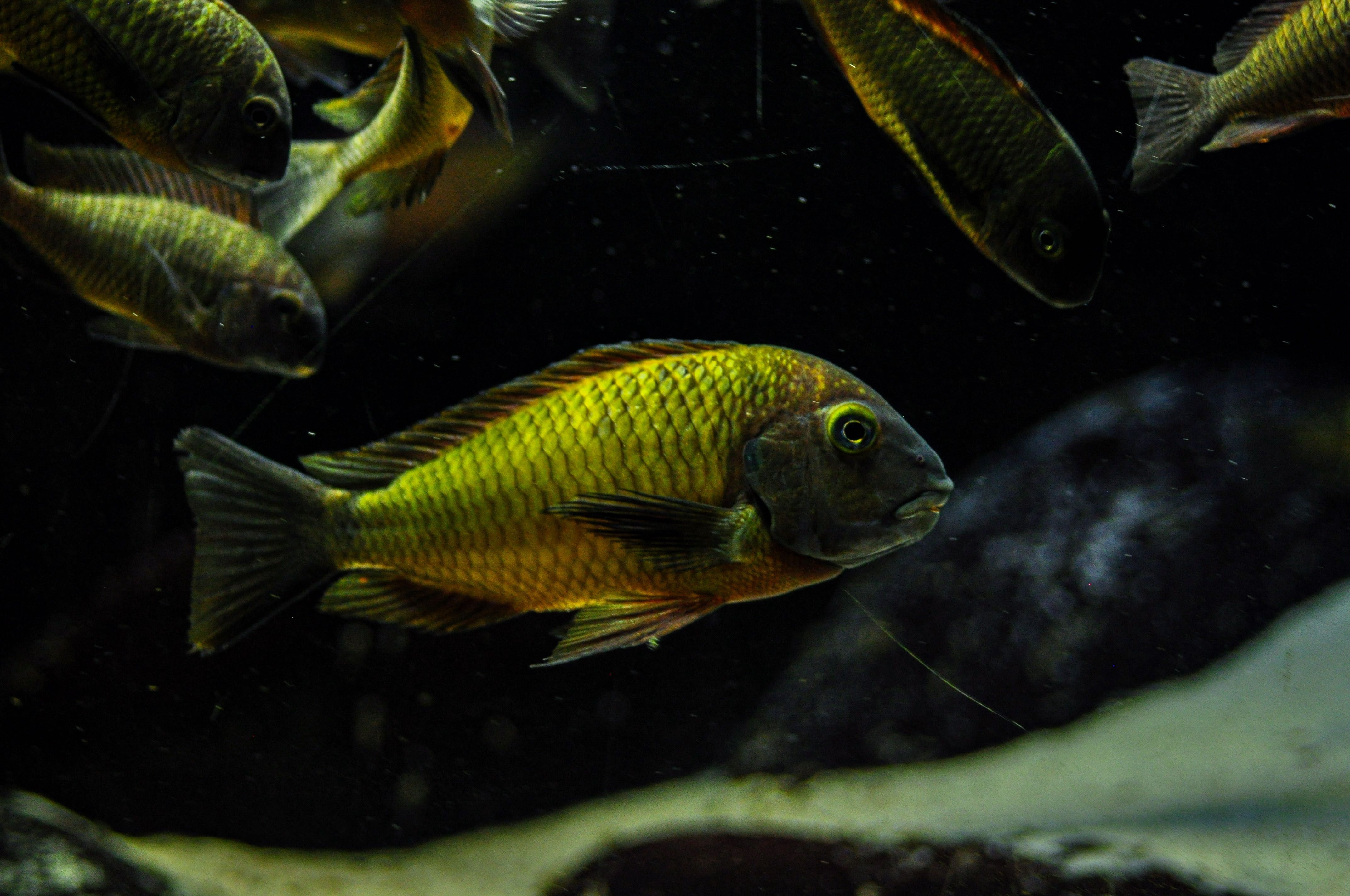 Tropheus Ilangis f1, ciclideos africanos, lago tanganyika