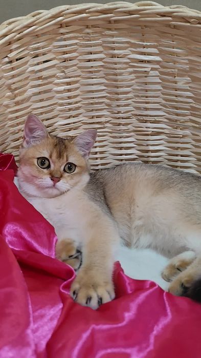 Шикарні прямовухі кошенята Британська золота шиншила хлопчик дівчинка