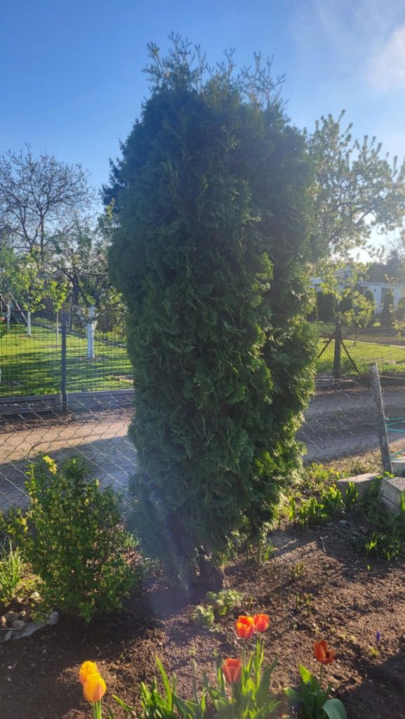 Thuja wysokość 230-250cm