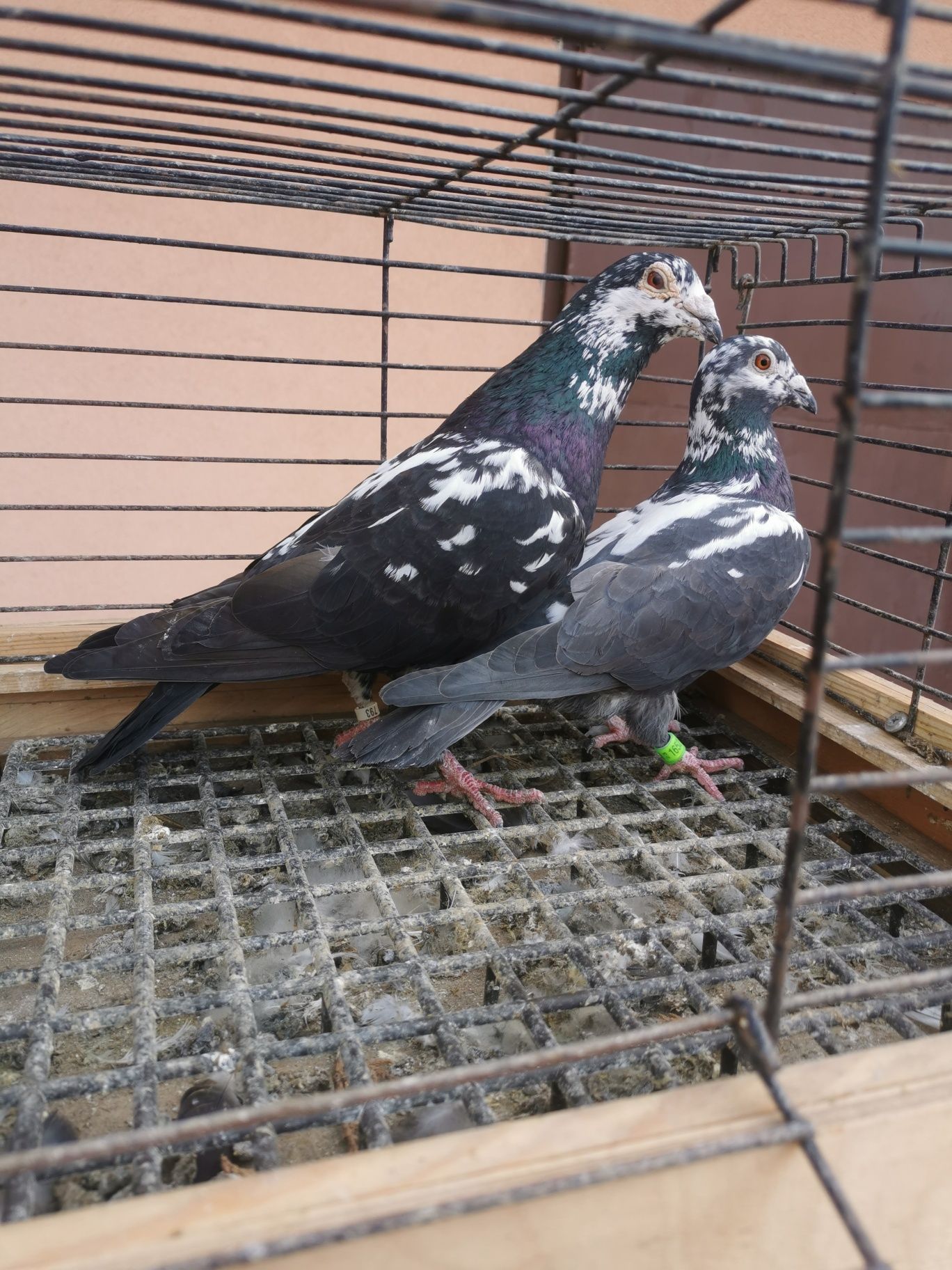 Golebie pocztowe tygrysy