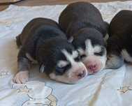 Szczeniaczek Siberian husky z elitarnym rodowodem