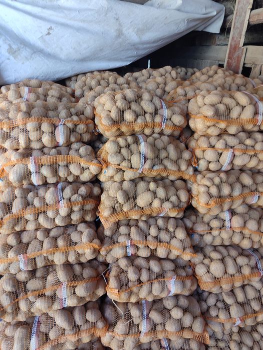 Ziemniaki jadalne odmiana Soraya