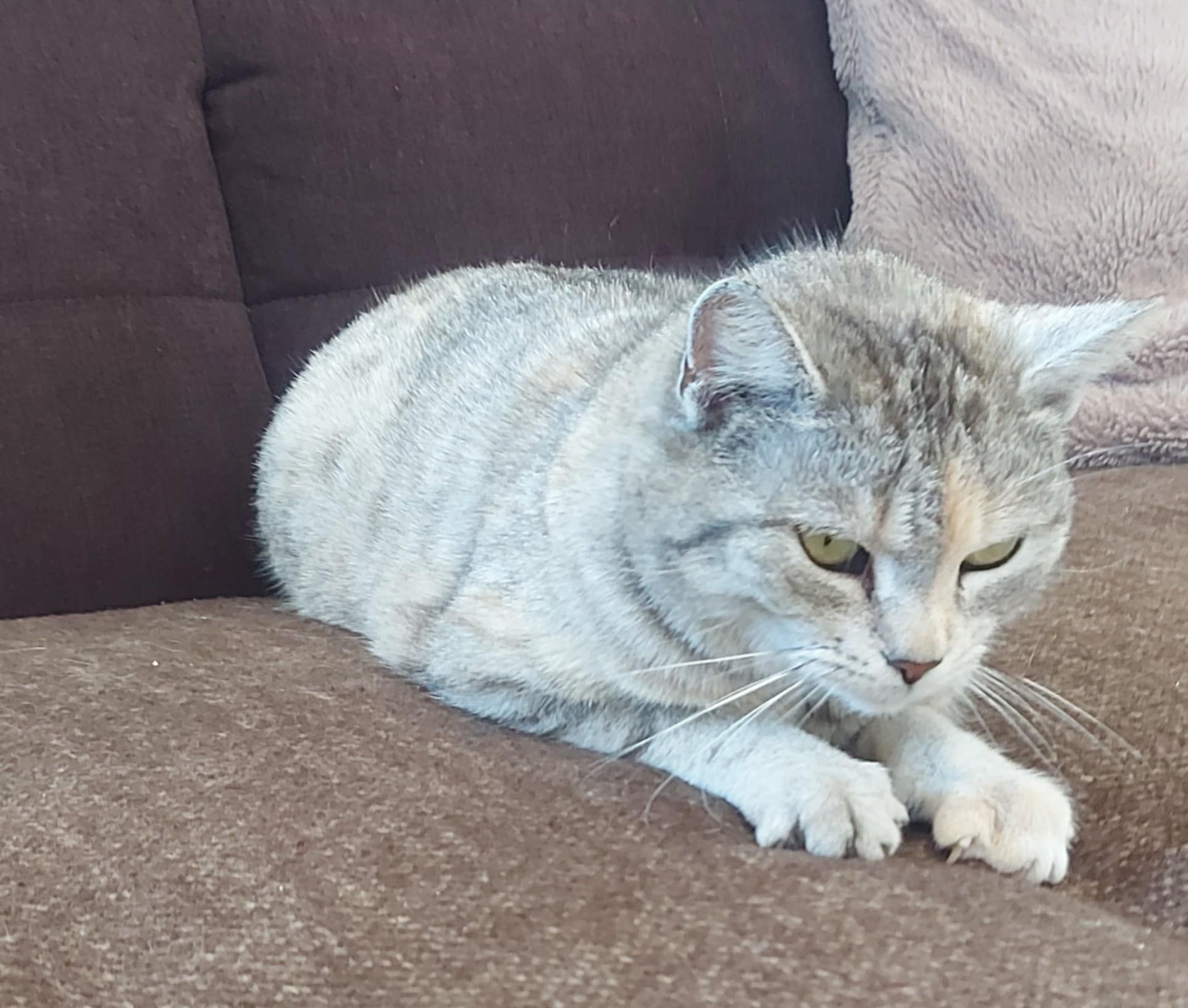 Melisa - przepiękna whiskaska