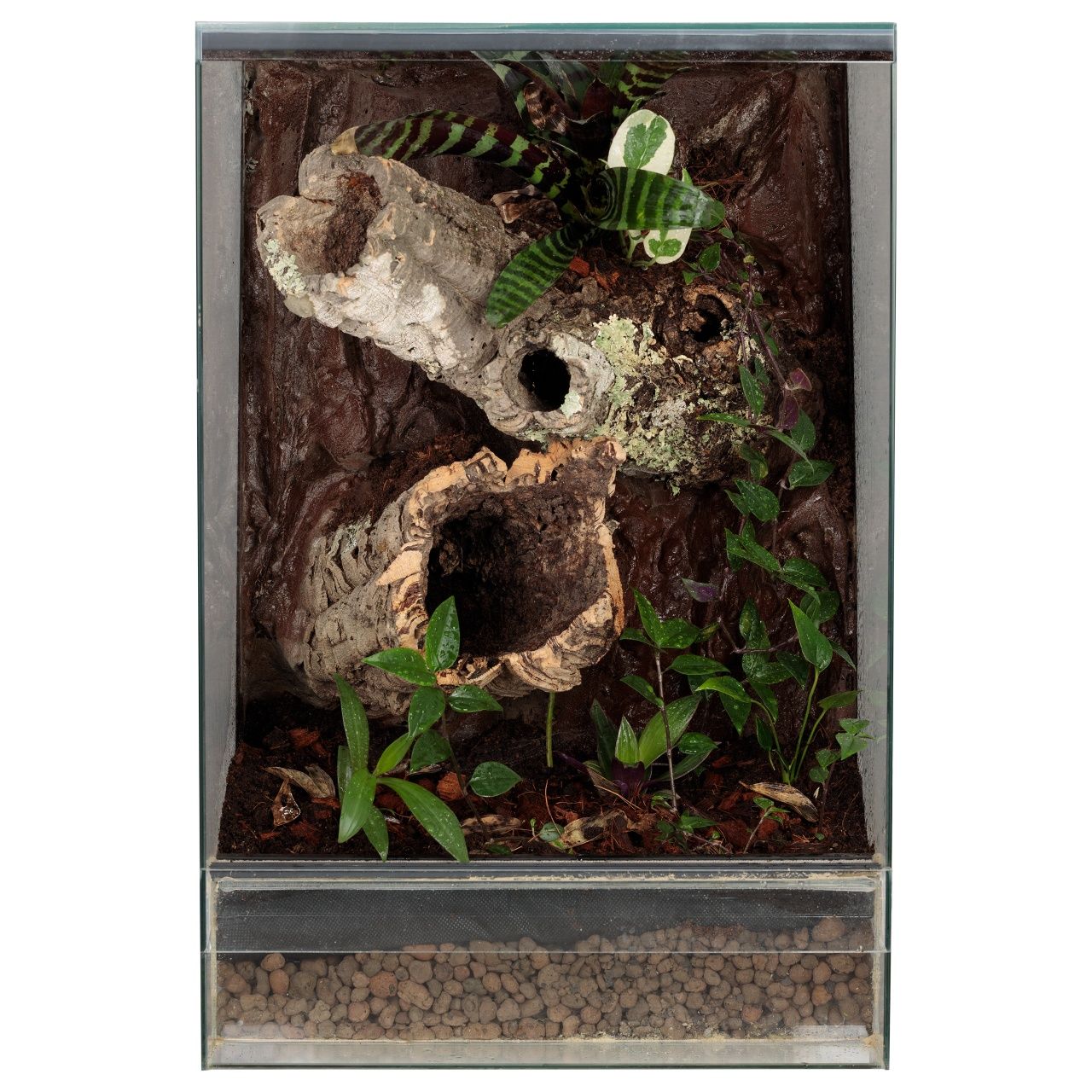 Szklane terrarium gekon orzęsiony