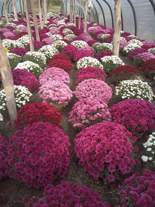 Chryzantemy drobnokwiatowe