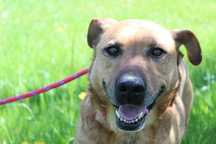103044 Raczka do adopcji