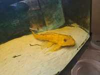 Glonojad Plecostomus żółty