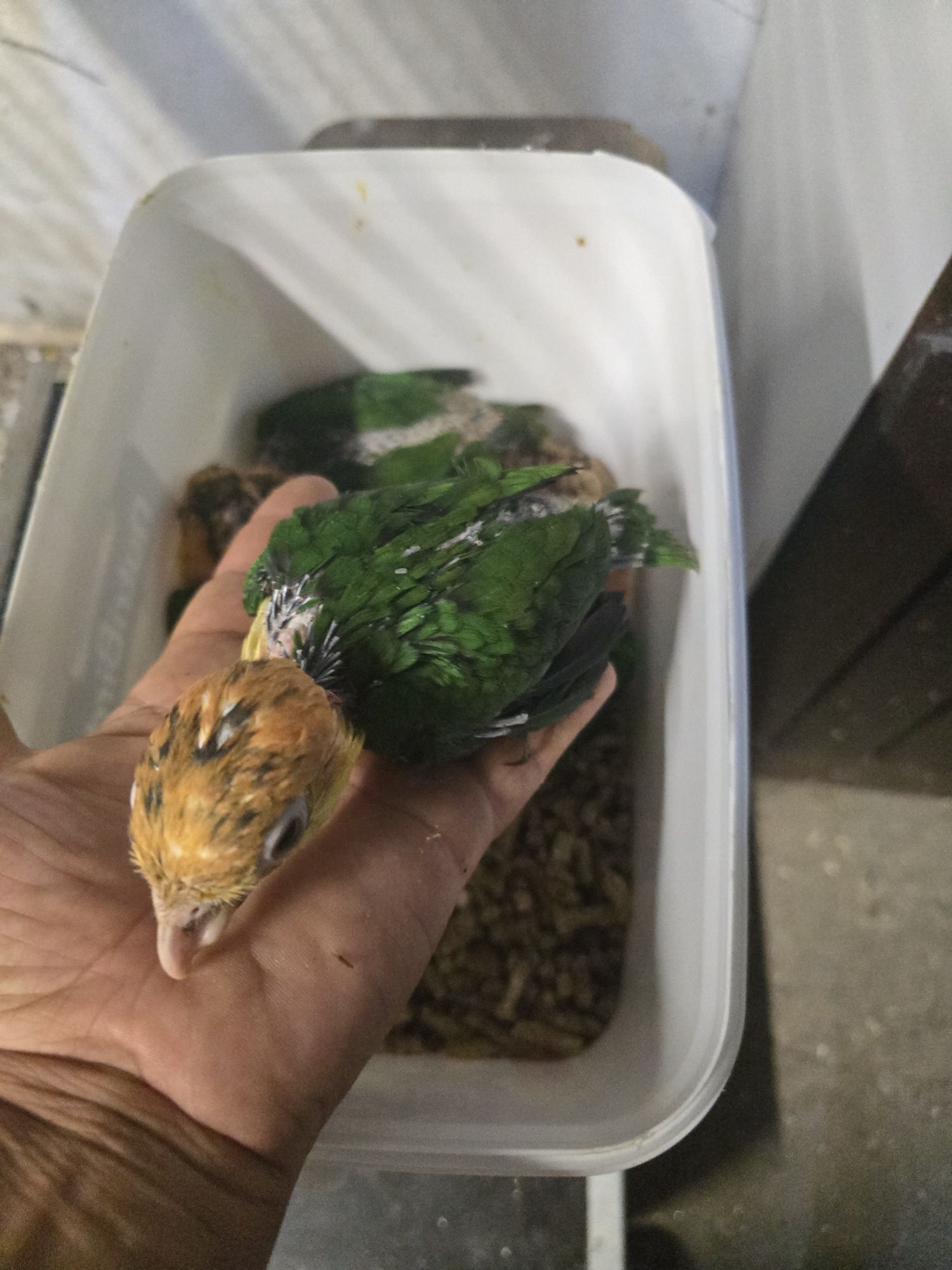 Marianinhas cabeça canela