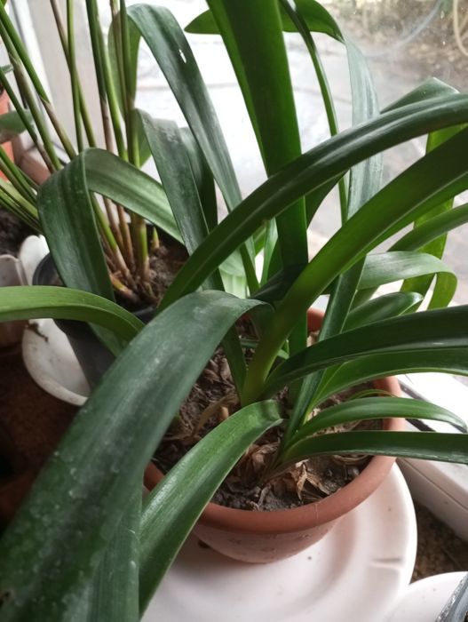 Гиппеаструм красный