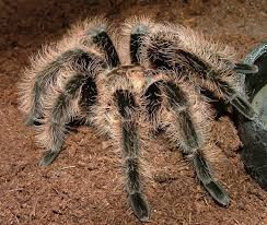 Продам паука-птицееда Brachypelma albopilosum