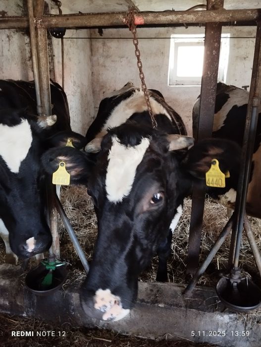 jałówka cielna na lutego