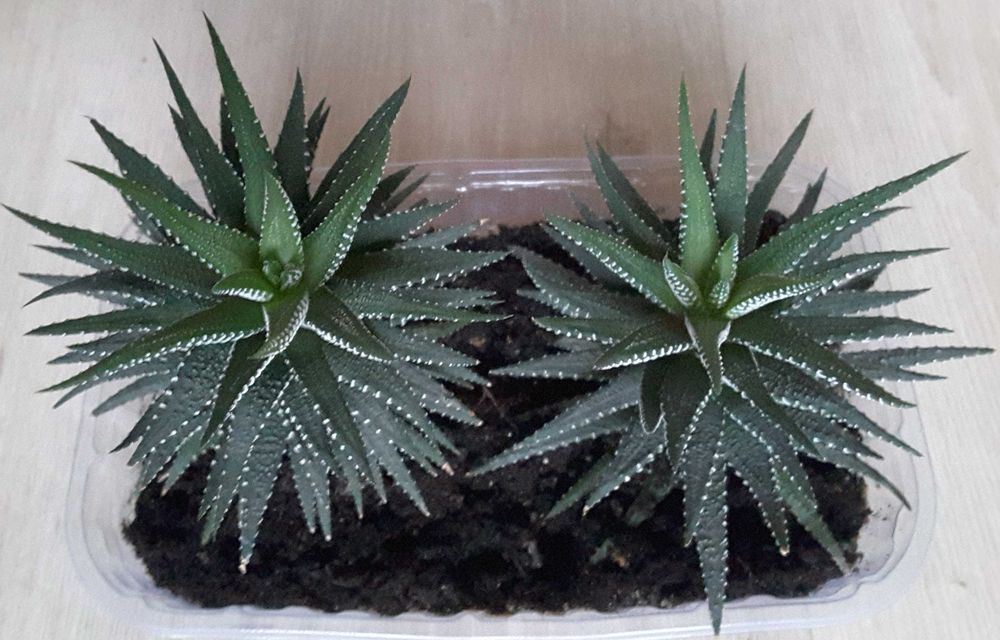 Суккуленты - ХАВОРТИЯ, ТОЛСТЯНКА (Денежное дерево) и др.