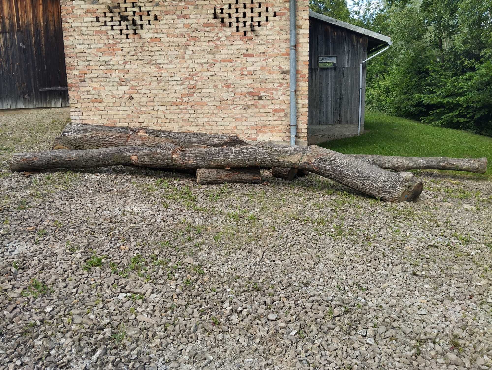 Drzewo dąb   do wyrobu ,na opał.