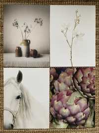 IKEA plakat 30x40 koń karczochy magnolia martwa natura