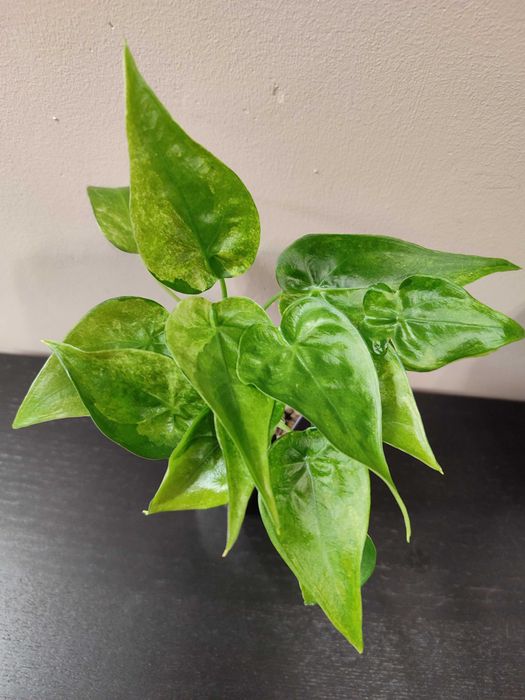 Alokazja Cucullata Mint