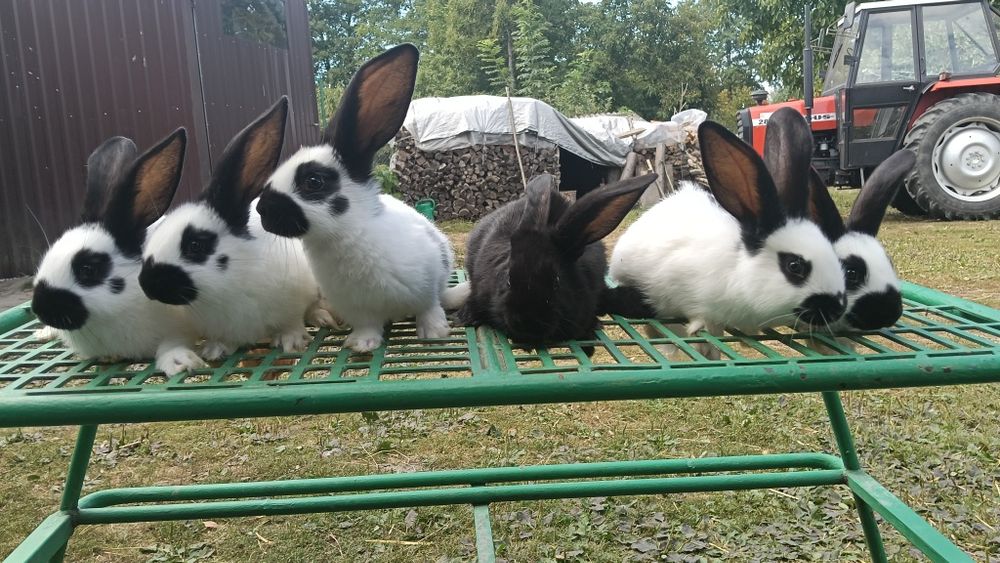 Sprzedam króliki OSC