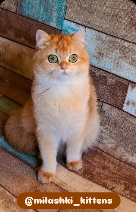 Нежные котята золотая шиншилла,  золотые тикированные