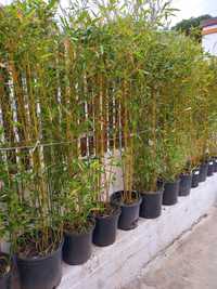 Bambu Phyllostachys aurea Koi