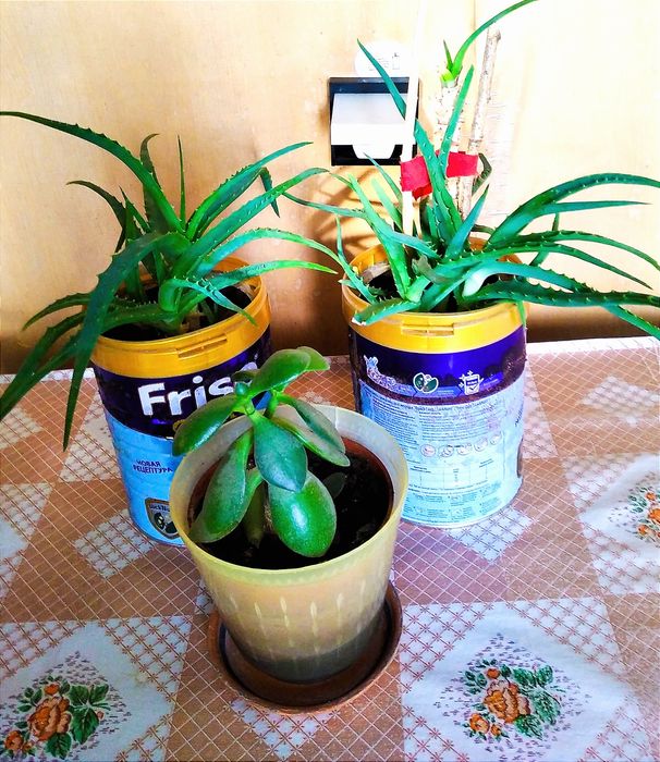 Цветы комнатные Алоэ и красула.