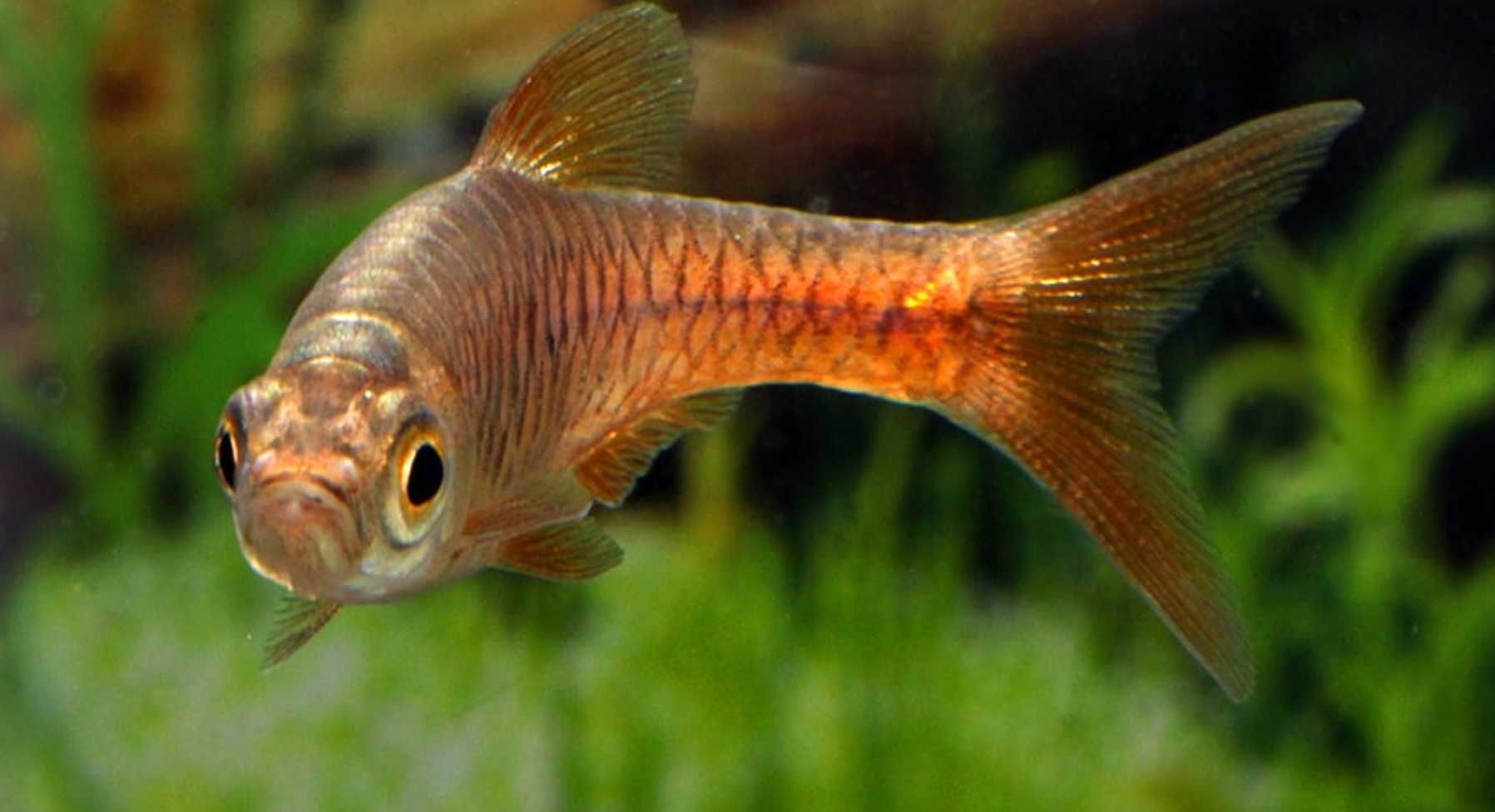 Razbora vulcanus - Rasbora - dowozimy do klienta, wysyłamy