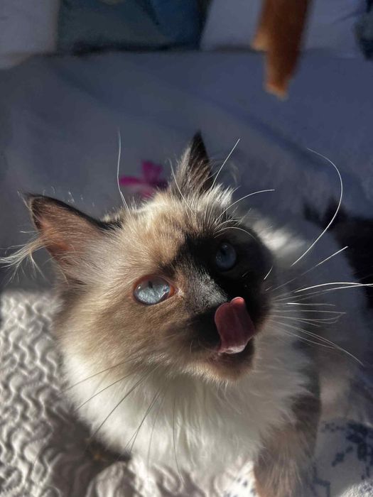 Koty Syberyjskie Neva Masquerade