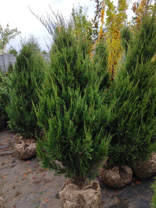 Ялівець Спартан розмір 1.6-1.8м