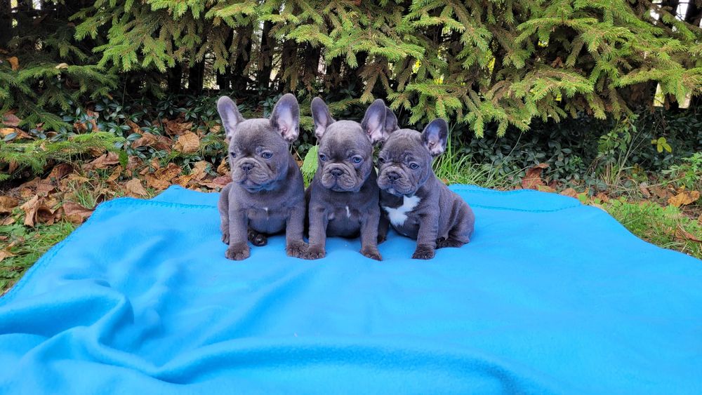 Buldog francuski szczeniak niebieski[blue]