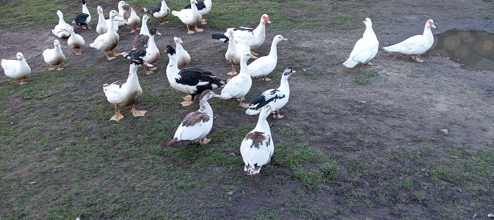 Sprzedam kaczki piżmowe francuskie do dalszej hodowli bądź na ubój