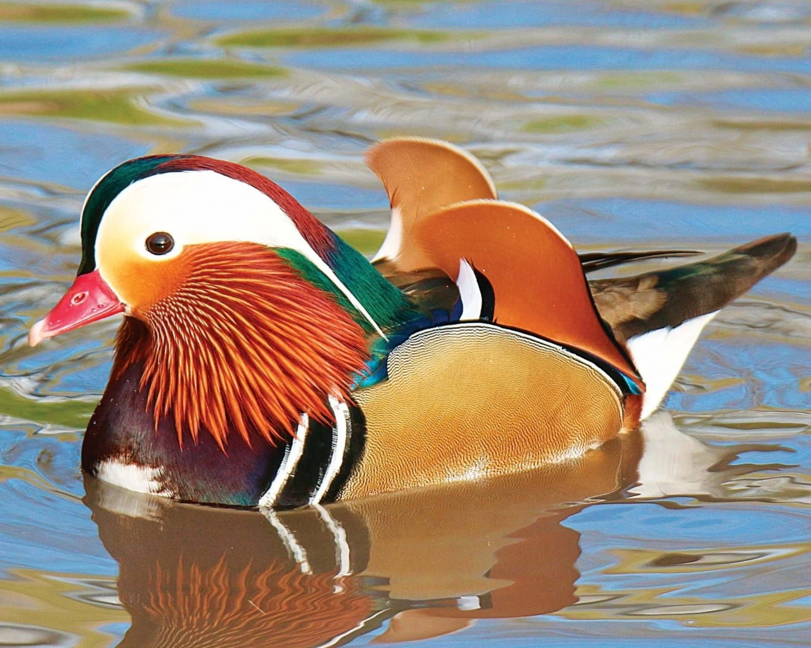 Patos/carolino/mandarim versicolor