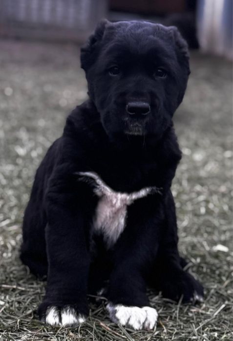 Owczarek Środkowoazjatycki szczenię Premium