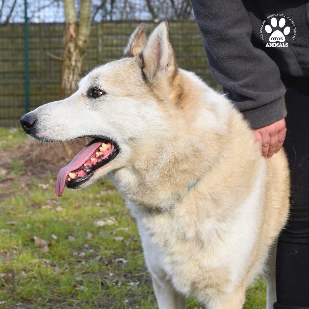 Archie w typie łajki zachodniosyberyjskiej szuka domu!