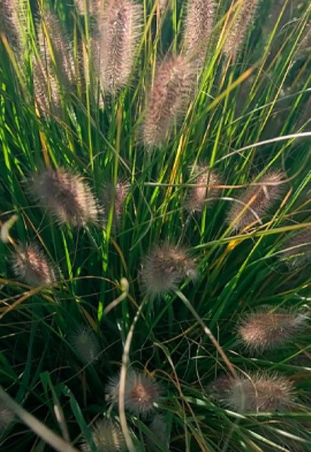 Злаковые растения