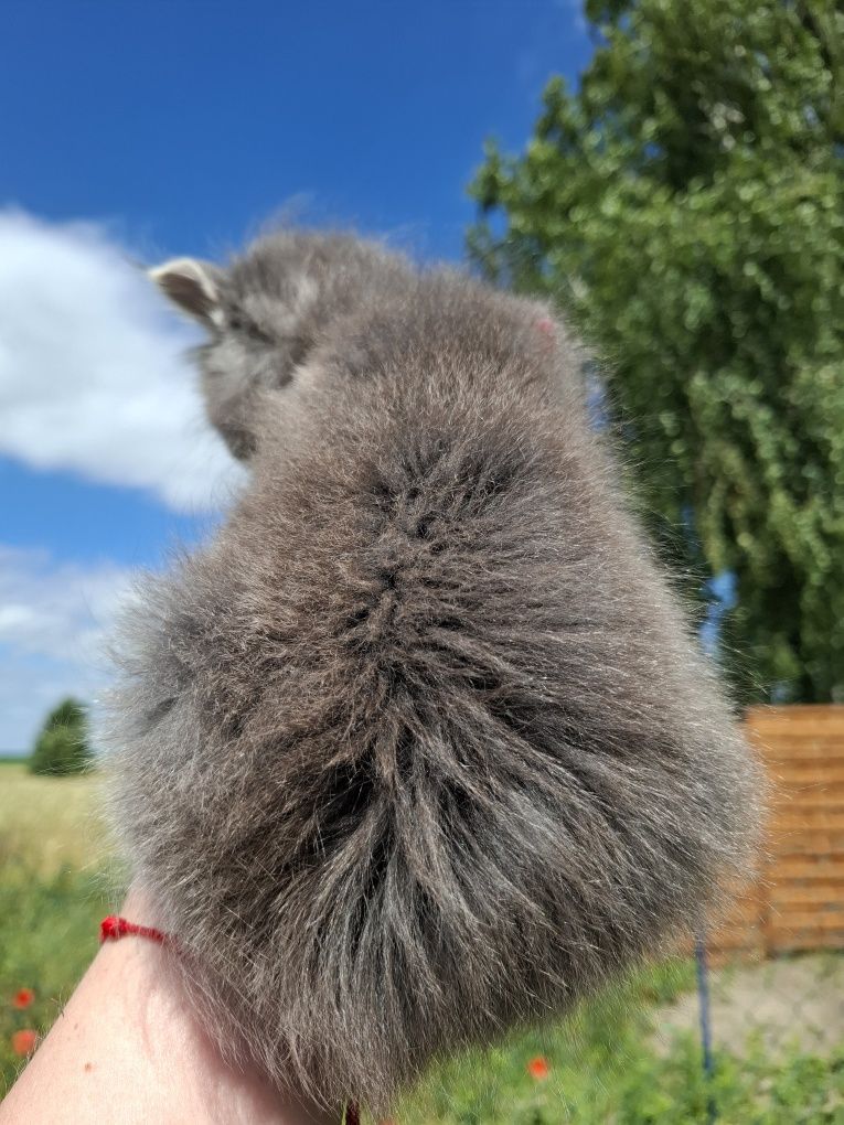 Maine Coon niebieska srebrzysta koteczka
