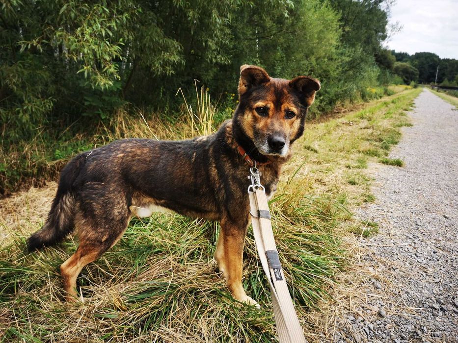 Ares czeka na dom...