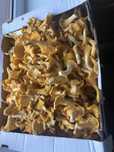 Kurki grzyby swieze zbieram codziennie 4 kg po 30