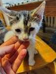Mały biały kotek w szare łatki do adopcji