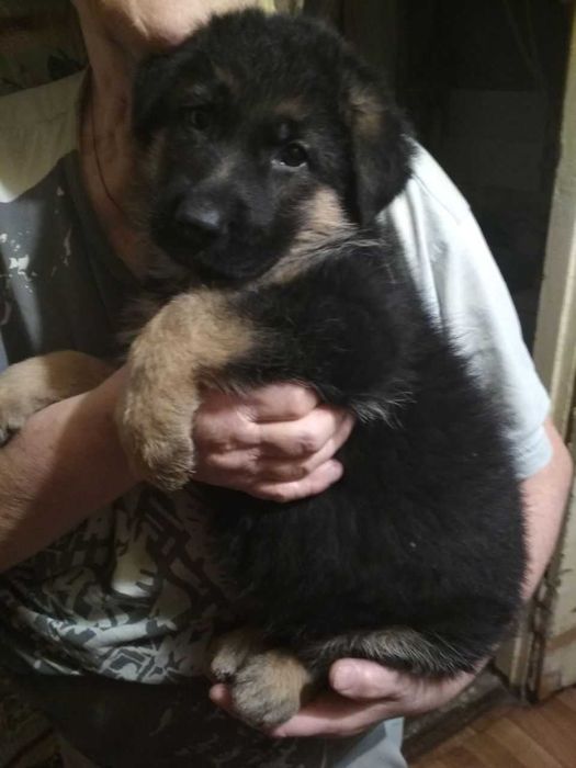 Продам щенков немецкой овчарки