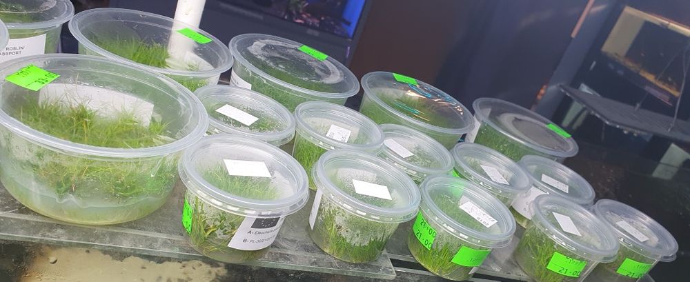 Rośliny in vitro małe i duże kubkiKraków (Swoszowice)