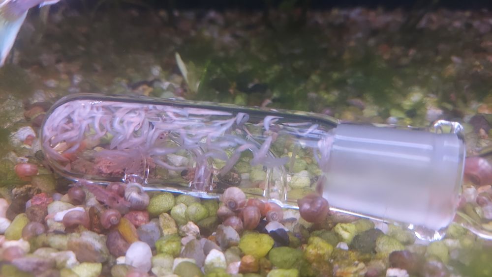 Pułapka do Akwarium na Wypławki Planarię Malutkie ślimaki oraz pijawki