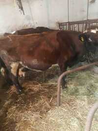 Krowa cielna 5 miesięcy