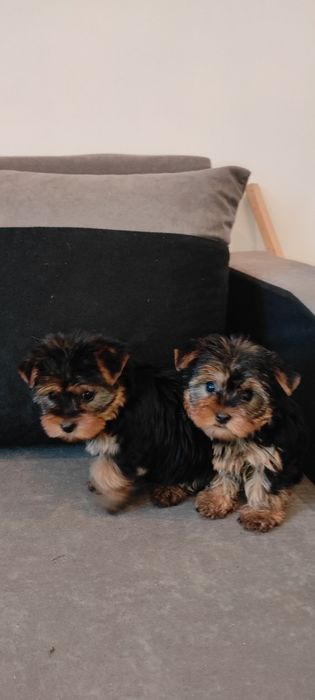 Yorkshire terrier piesek z rodowodem mini