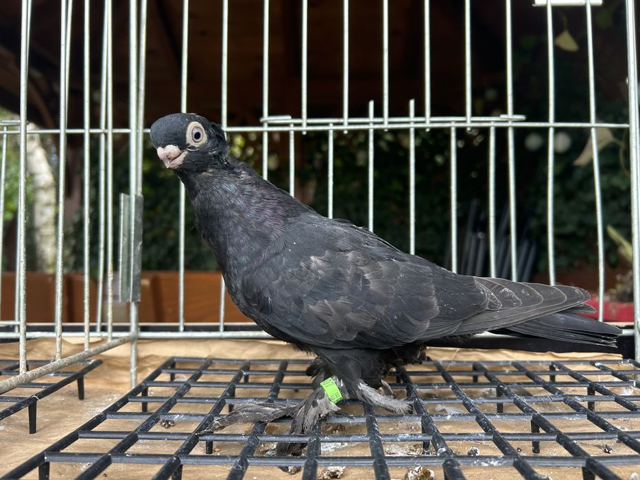 Gołębie ozdobne. Wywrotek mazurski samiczka 2025r.