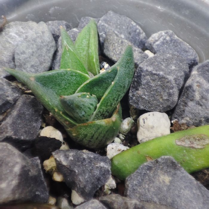 Агава Agave продаж