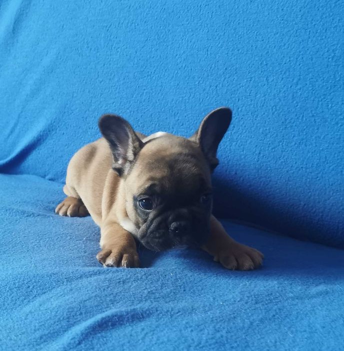 Chłopczyk  Buldog FRANCUSKI !