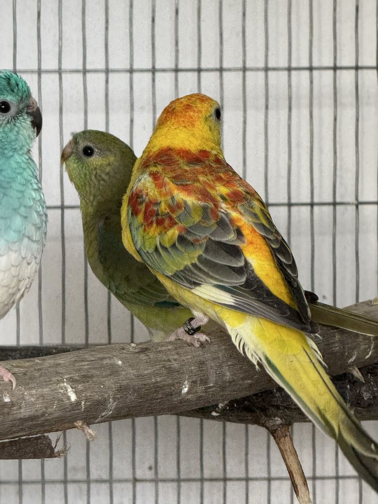 Varias aves disponiveis .