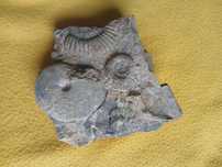 amonity: oppelia, perisphinctes oraz belemnit