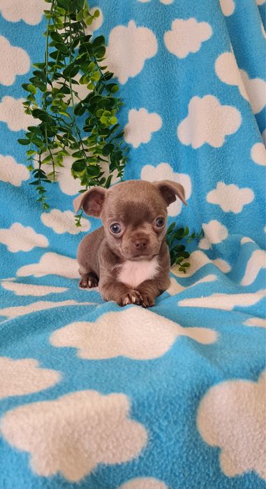 Excelente menina mini mini Chihuahua / Chiuaua de Qualidade